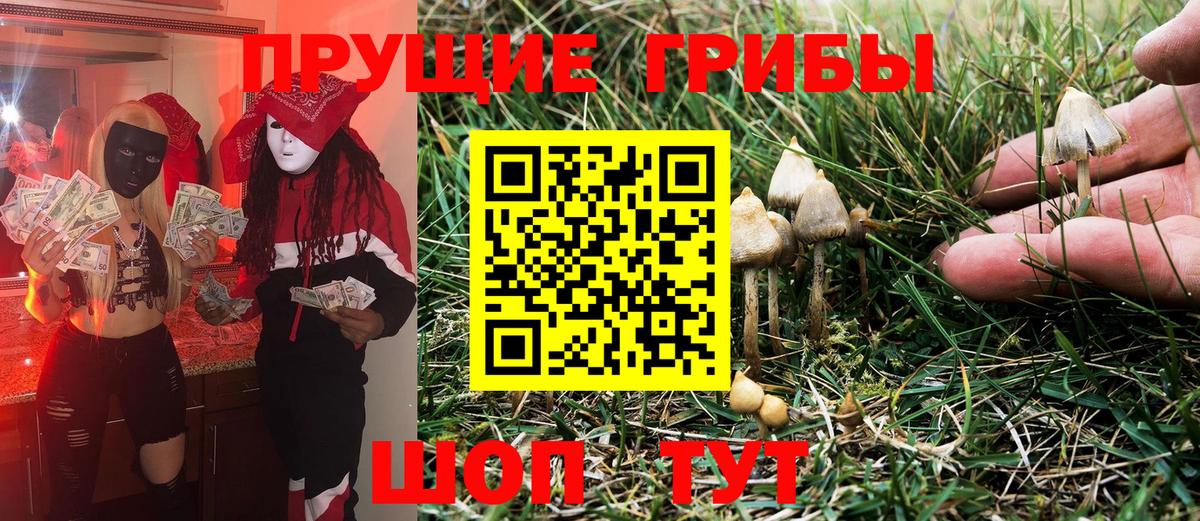 Сунжа  Псилоцибиновые грибы прущие грибы  Галлюциногенные грибы Psilocybe  Вход с VPN 